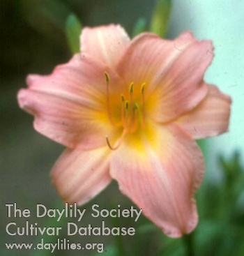 Daylily Becky Joe